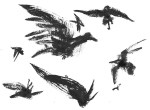 Ravens