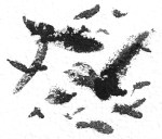 Ravens