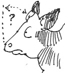 Cow's face