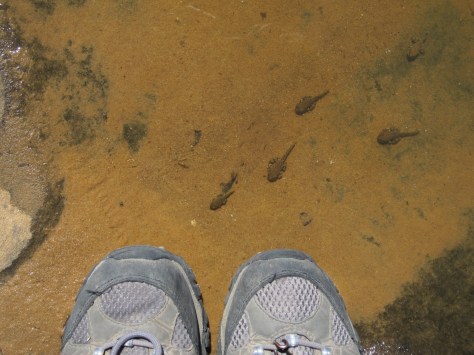 boots-sync-toestadpoles