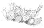 Prickly pear 3-27-10