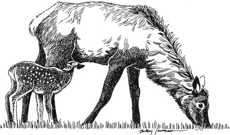 BJames GrazingDoe crop