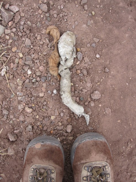 Boots Sync lion poop