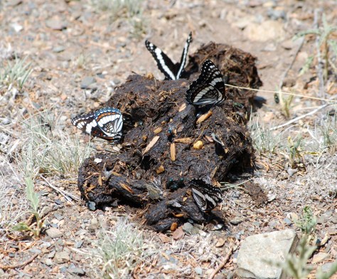 weidemeyersadmiral_bearscat